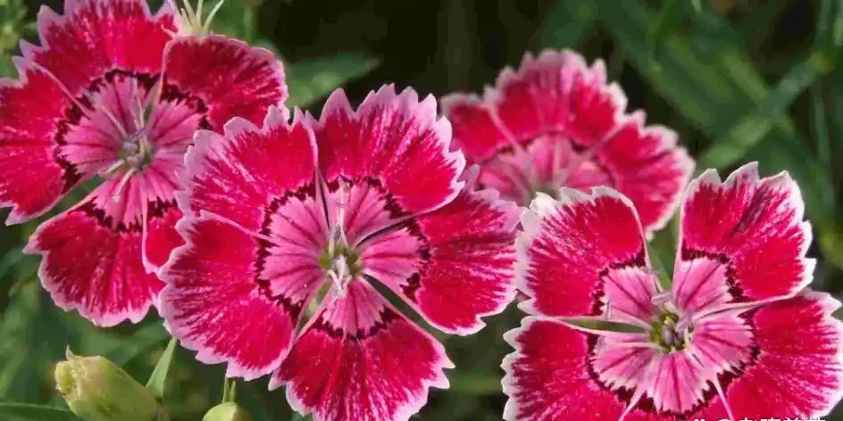零下30度凍不死!北方小院10種「鋼鐵俠」花卉,種一次美十年,鄰居天天來偷師!