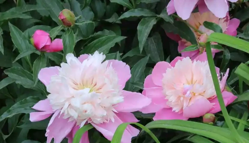 零下30度凍不死!北方小院10種「鋼鐵俠」花卉,種一次美十年,鄰居天天來偷師!
