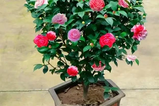 零下30度凍不死！北方小院10種「鋼鐵俠」花卉，種一次美十年，鄰居天天來偷師！