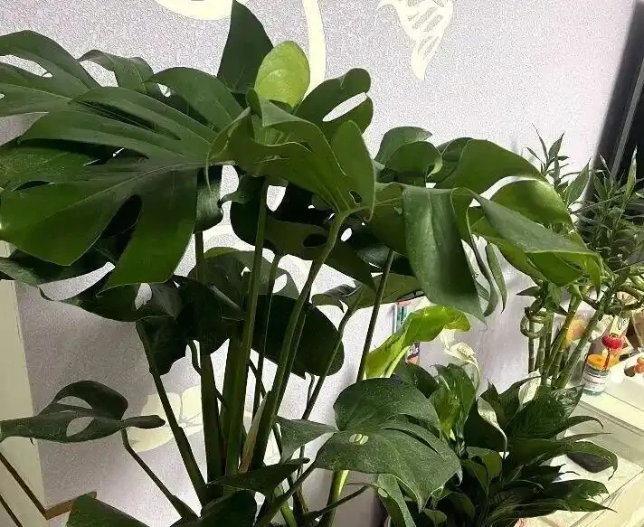 龜背芋葉子捲成「海苔卷」?別瞎澆水!3分鐘教你分清是渴了、撐了還是生蟲了