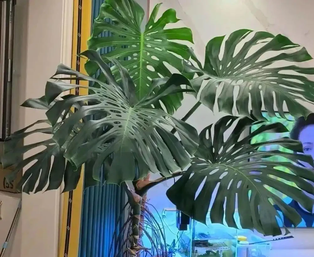 龜背芋葉子捲成「海苔卷」?別瞎澆水!3分鐘教你分清是渴了、撐了還是生蟲了