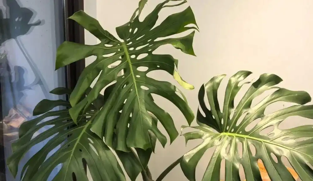 龜背芋葉子捲成「海苔卷」?別瞎澆水!3分鐘教你分清是渴了、撐了還是生蟲了