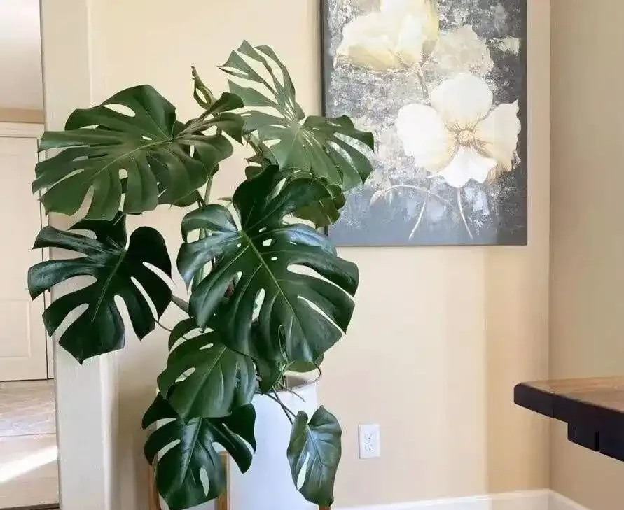 龜背芋葉子捲成「海苔卷」?別瞎澆水!3分鐘教你分清是渴了、撐了還是生蟲了