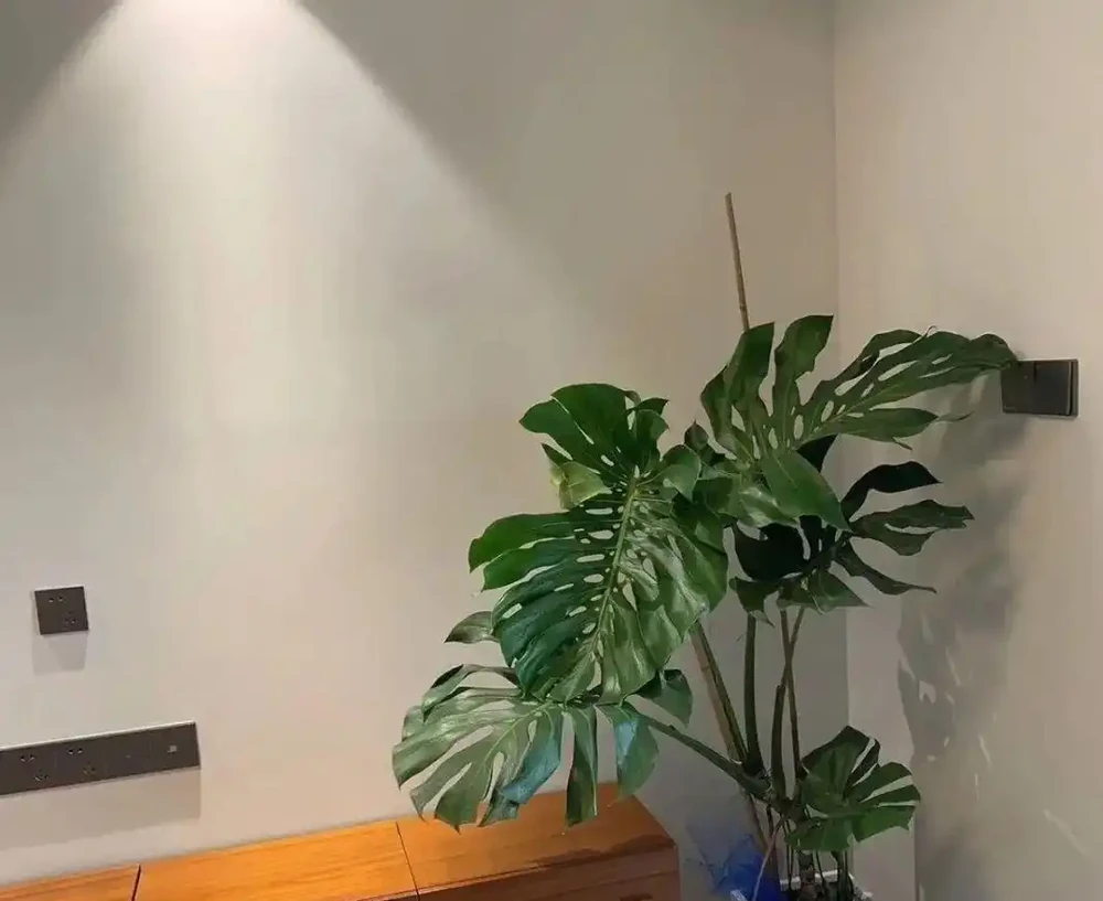 龜背芋葉子捲成「海苔卷」?別瞎澆水!3分鐘教你分清是渴了、撐了還是生蟲了
