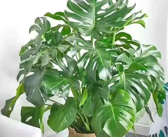 龜背芋葉子捲成「海苔卷」?別瞎澆水!3分鐘教你分清是渴了、撐了還是生蟲了