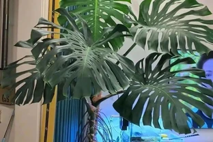 龜背芋葉子捲成「海苔卷」？別瞎澆水！3分鐘教你分清是渴了、撐了還是生蟲了