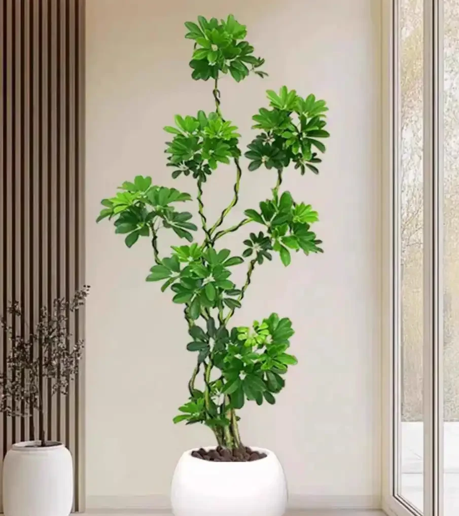 養鵝掌藤需要注意什麼?養鵝掌藤注意這6點,葉子油綠長得旺,新手也能養好!