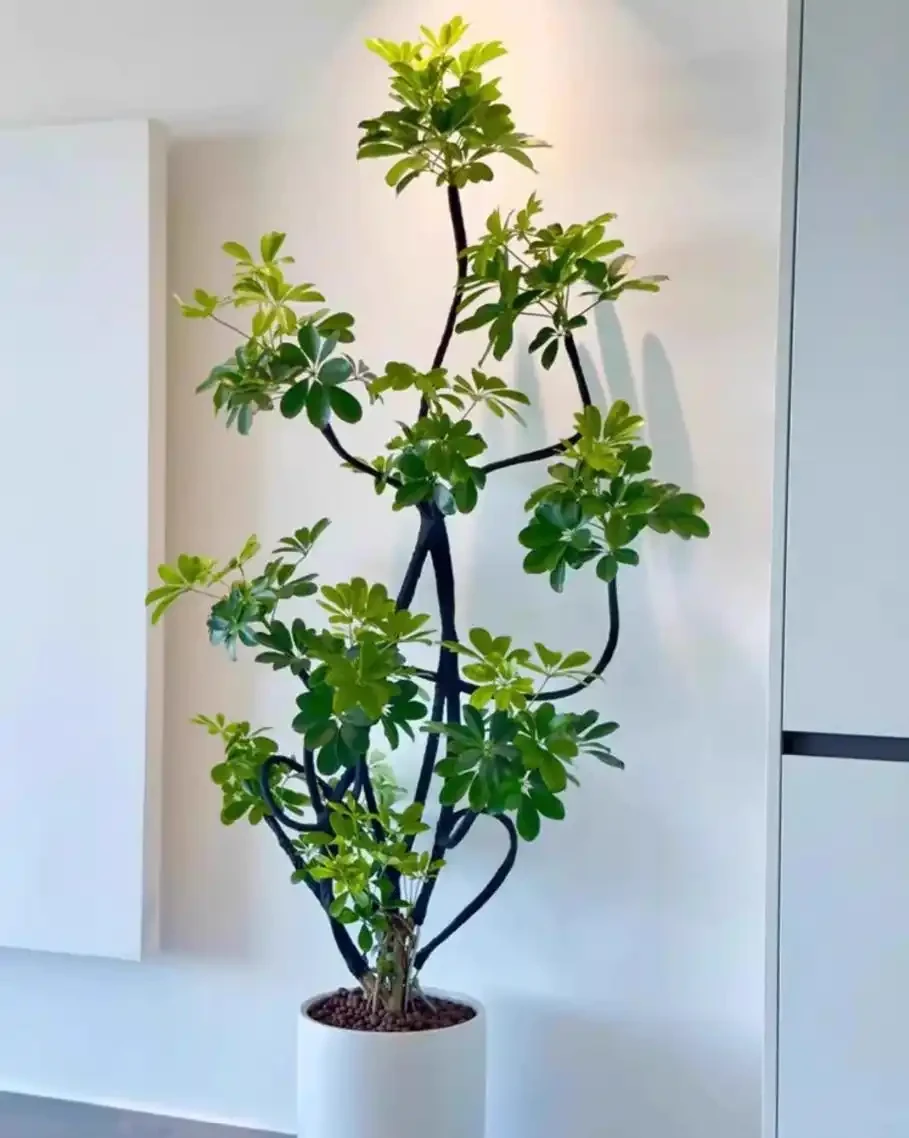 養鵝掌藤需要注意什麼?養鵝掌藤注意這6點,葉子油綠長得旺,新手也能養好!