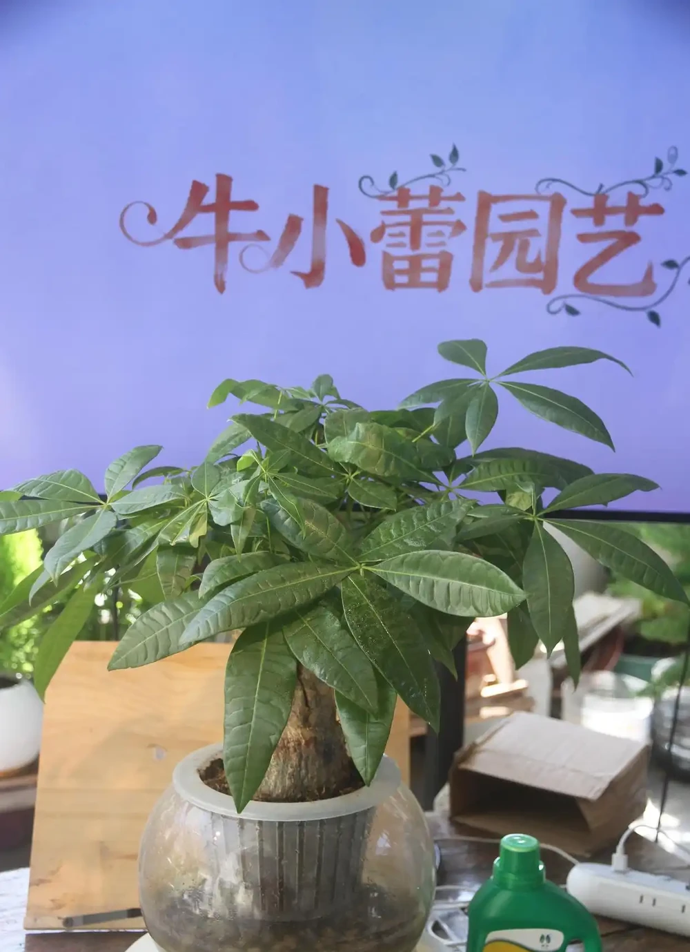 養發財樹記住這5點,葉子綠又壯,新手也能養出「招財」樣