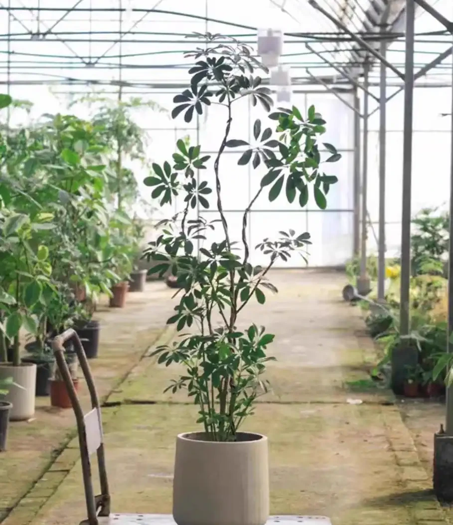 養鵝掌藤需要注意什麼?養鵝掌藤注意這6點,葉子油綠長得旺,新手也能養好!