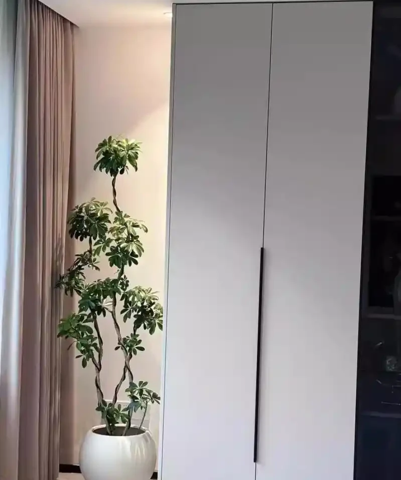 養鵝掌藤需要注意什麼?養鵝掌藤注意這6點,葉子油綠長得旺,新手也能養好!