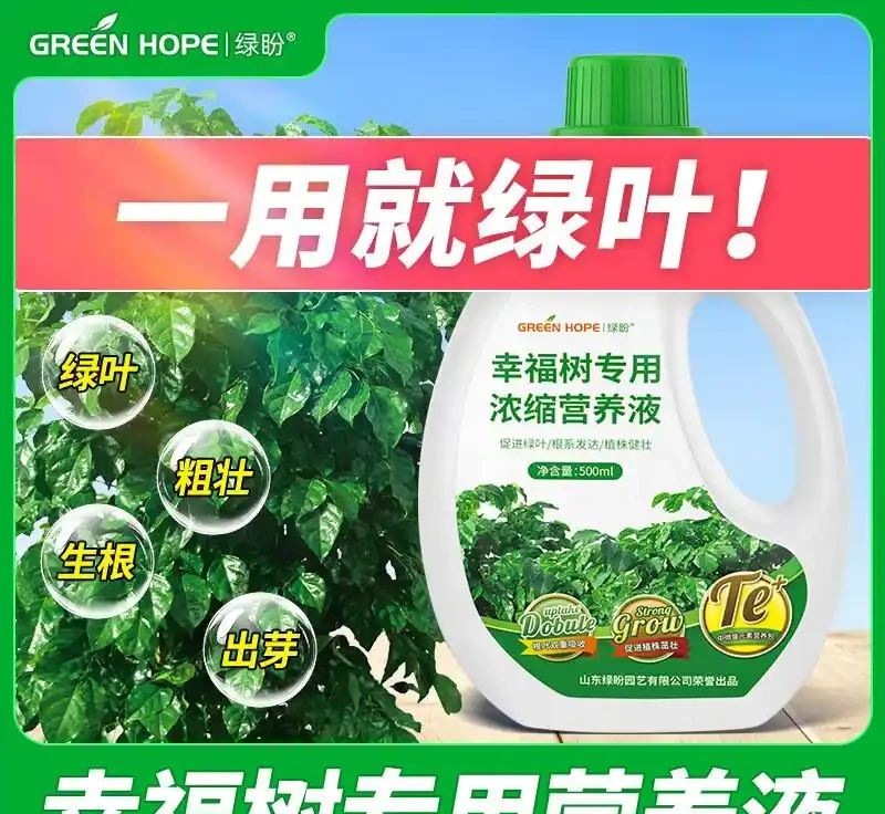 幸福樹奄奄一息?別慌!專業肥料是拯救綠植的秘密武器,讓你的幸福樹迅速重煥生機,開啟蓬勃生長之旅