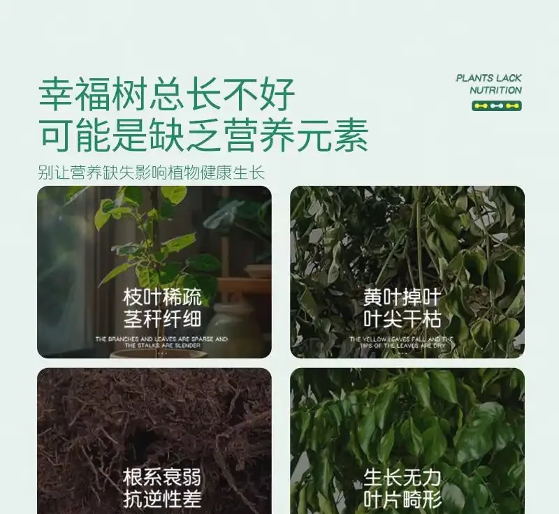 幸福樹奄奄一息?別慌!專業肥料是拯救綠植的秘密武器,讓你的幸福樹迅速重煥生機,開啟蓬勃生長之旅
