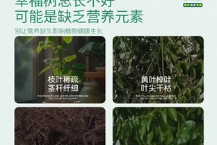幸福樹奄奄一息？別慌！專業肥料是拯救綠植的秘密武器，讓你的幸福樹迅速重煥生機，開啟蓬勃生長之旅