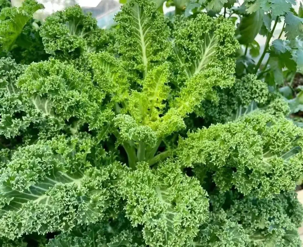 冬天養花不發愁!適合冬天種植的5 種 「抗凍花」,好養好看愛開花