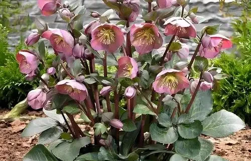 冬天養花不發愁!適合冬天種植的5 種 「抗凍花」,好養好看愛開花