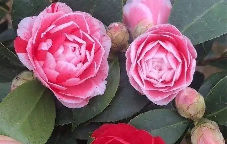 冬天養花不發愁!適合冬天種植的5 種 「抗凍花」,好養好看愛開花