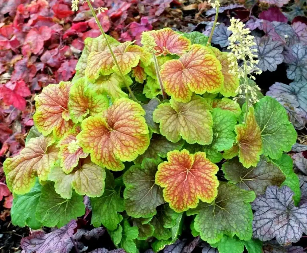冬天養花不發愁!適合冬天種植的5 種 「抗凍花」,好養好看愛開花