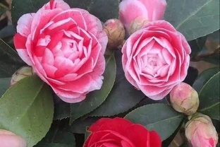 冬天養花不發愁！適合冬天種植的5 種 「抗凍花」，好養好看愛開花