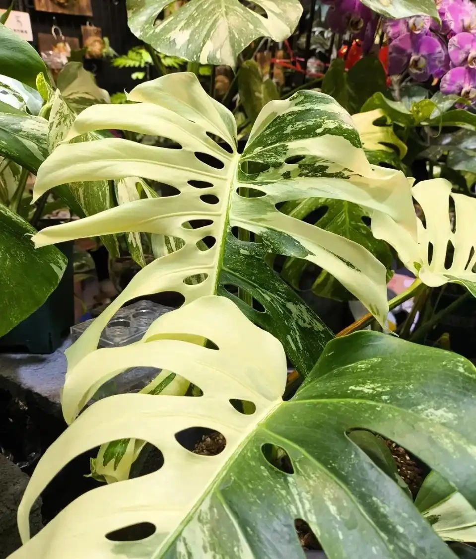 養龜背芋總黃葉?記住這5個「小脾氣」,葉子大又綠!