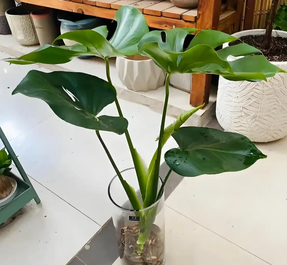 養龜背芋總黃葉?記住這5個「小脾氣」,葉子大又綠!