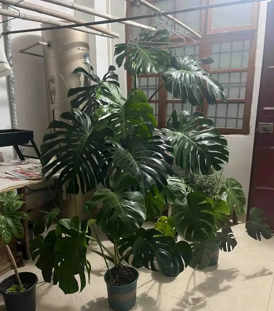 養龜背芋總黃葉?記住這5個「小脾氣」,葉子大又綠!