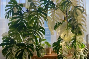 養龜背芋總黃葉？記住這5個「小脾氣」，葉子大又綠！