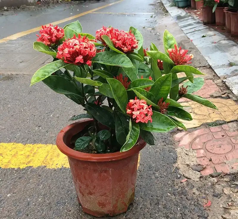 四季繁花:永不落幕的自然盛宴
