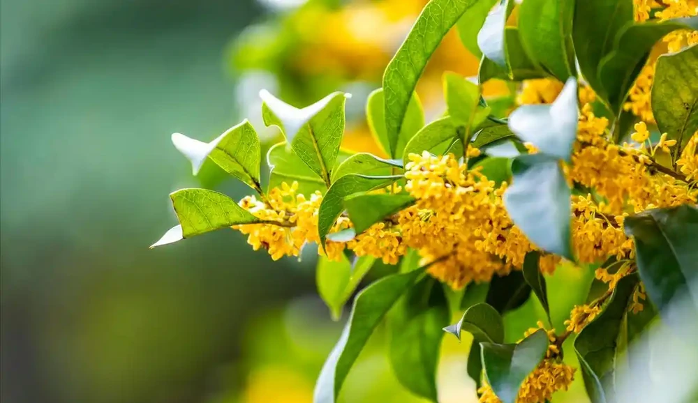 四季繁花:永不落幕的自然盛宴