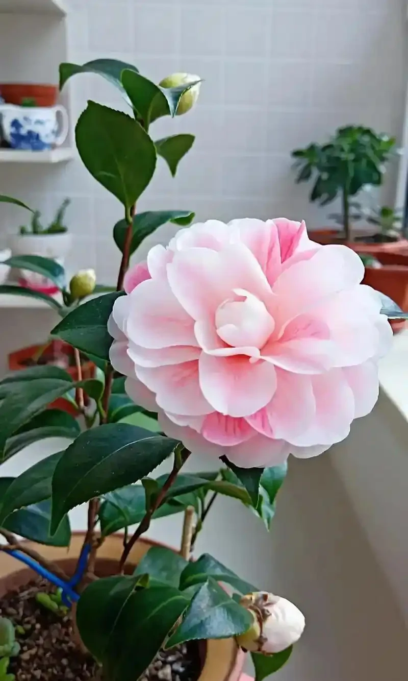 茶花「一碰就掉葉」?揪出四大幕後黑手
