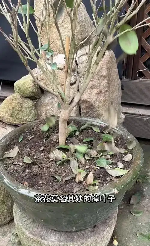 茶花「一碰就掉葉」?揪出四大幕後黑手