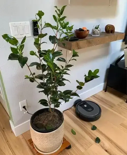 茶花「一碰就掉葉」?揪出四大幕後黑手