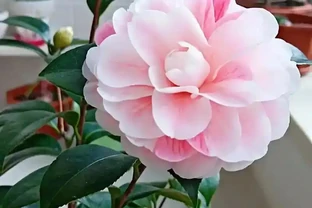 茶花「一碰就掉葉」？揪出四大幕後黑手