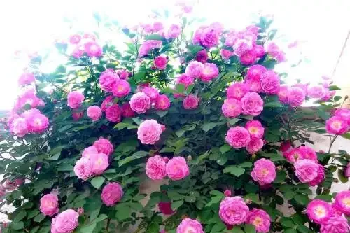 給玫瑰花喂點「它」,連喝半年花開不斷,一朵接一朵冒不停