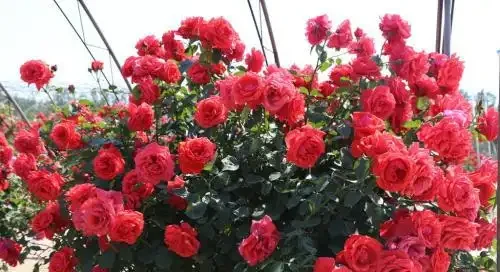 給玫瑰花喂點「它」,連喝半年花開不斷,一朵接一朵冒不停