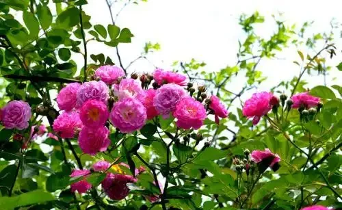 給玫瑰花喂點「它」,連喝半年花開不斷,一朵接一朵冒不停