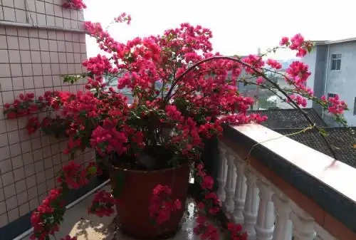 給玫瑰花喂點「它」,連喝半年花開不斷,一朵接一朵冒不停