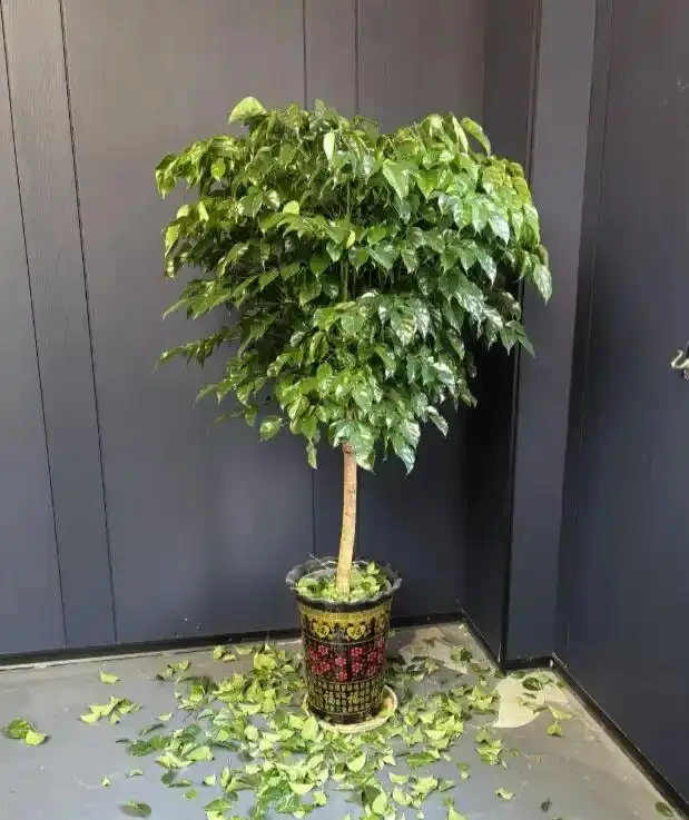 買回家的幸福樹,嘩嘩掉葉子,養了3個月,變成光桿司令了