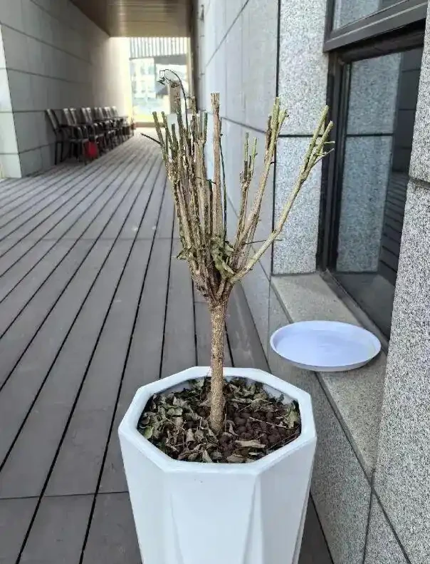 買回家的幸福樹,嘩嘩掉葉子,養了3個月,變成光桿司令了