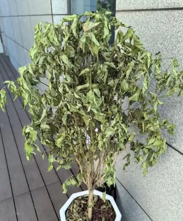 買回家的幸福樹,嘩嘩掉葉子,養了3個月,變成光桿司令了