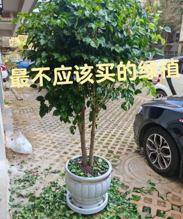 買回家的幸福樹,嘩嘩掉葉子,養了3個月,變成光桿司令了