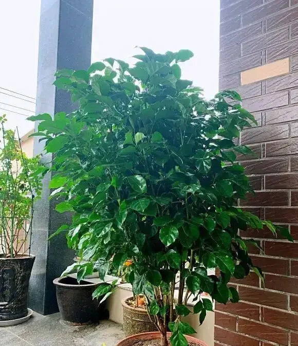 買回家的幸福樹,嘩嘩掉葉子,養了3個月,變成光桿司令了