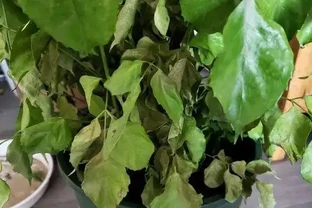 買回家的幸福樹，嘩嘩掉葉子，養了3個月，變成光桿司令了