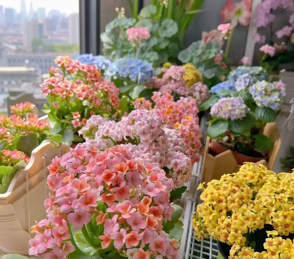 6種「開花狂魔」,一開就是300天,冬天陽臺也能變成小花園