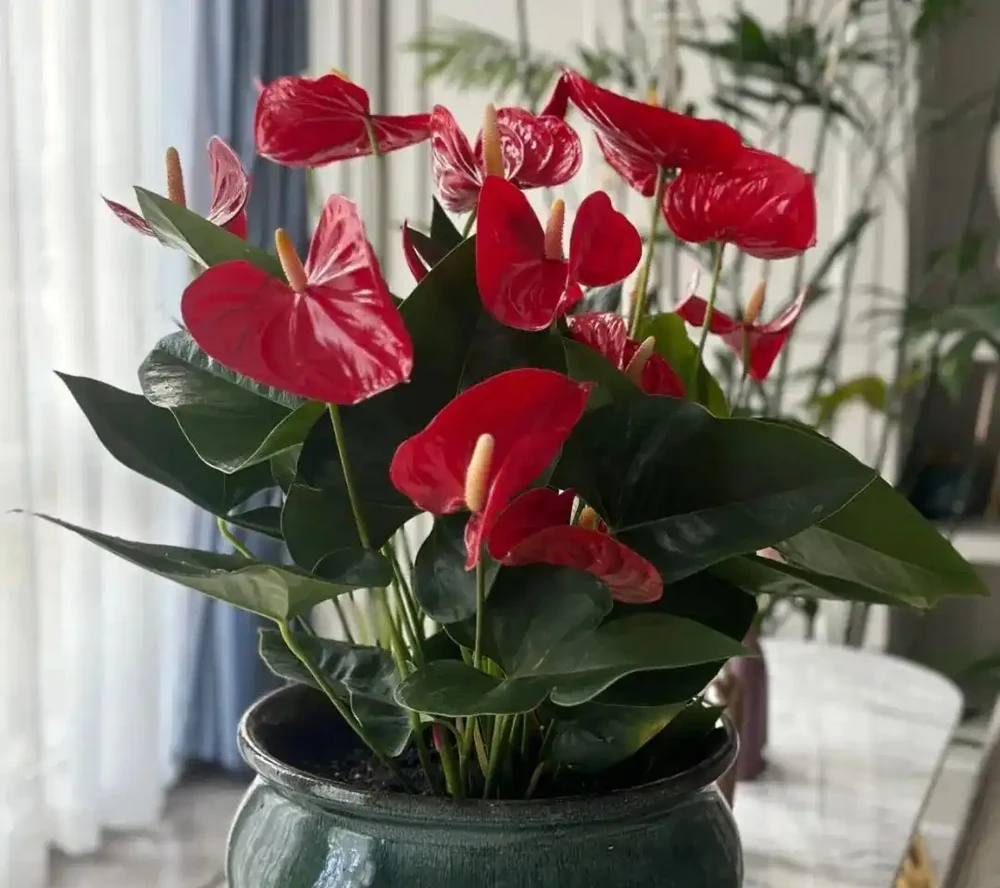 6種「開花狂魔」,一開就是300天,冬天陽臺也能變成小花園