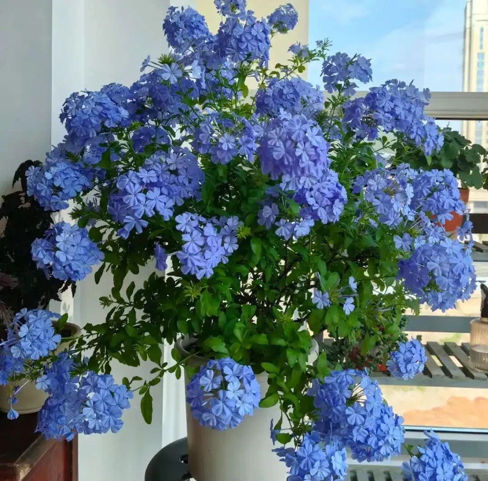 6種「開花狂魔」,一開就是300天,冬天陽臺也能變成小花園