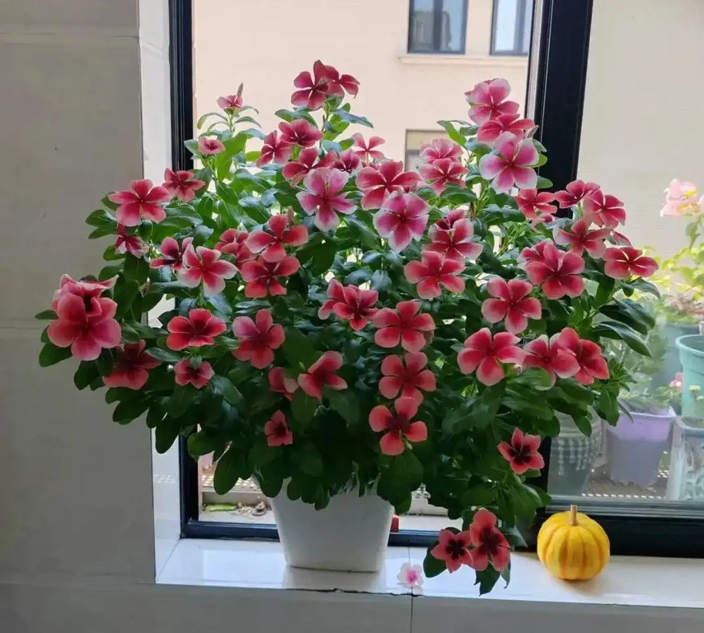 6種「開花狂魔」,一開就是300天,冬天陽臺也能變成小花園