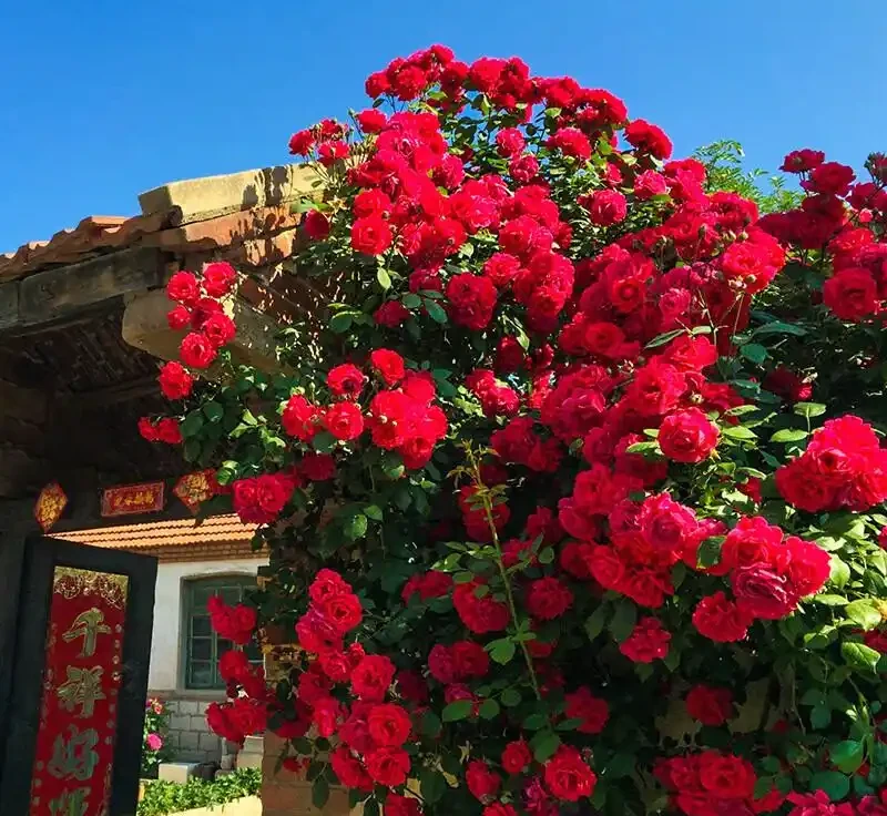 想讓庭院大變樣?用紅木香薔薇爬藤玫瑰打造夢幻花牆,這庭院煥新秘籍讓你的院子從普通變仙境,速來解鎖