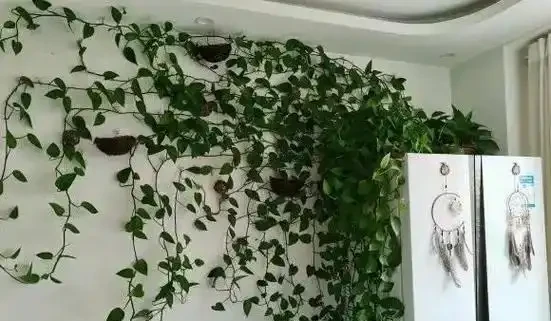 給黃金葛喝點「神仙水」,45天下來葉片猛長不停,藤條迅速掛滿牆