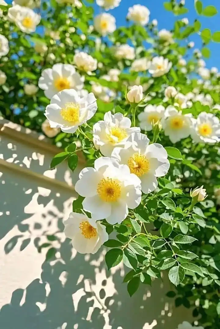 有個院子,一定要種這3種爬藤花,半年成花牆,鄰居都羨慕!